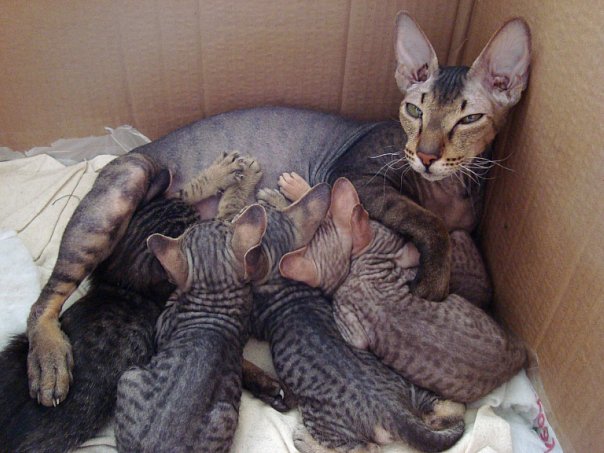 Котовторник (31.01.2012)