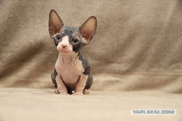 Сфинксики...