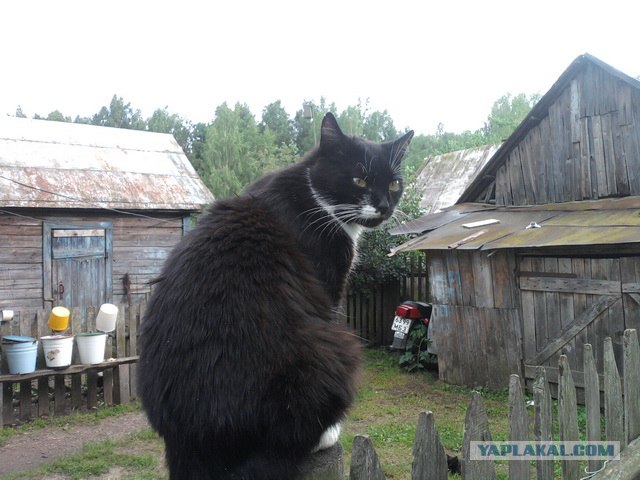 Котовторник 11.09.2012