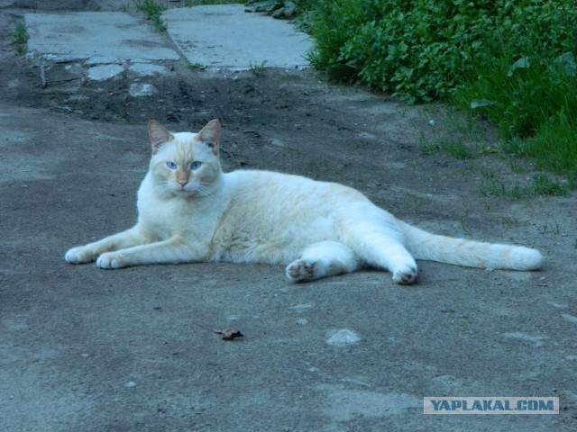 Тема про несчастного кота, в которой всем хорошим людям автор показывает сиськи!2