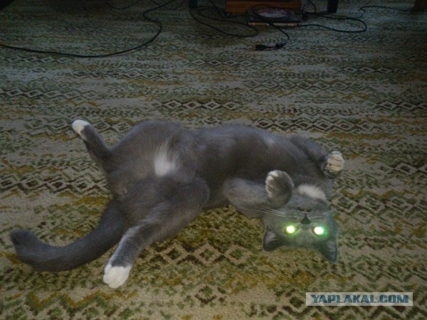 Котовторник 30.10.2012