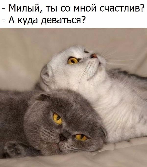 Картинки с котами и про котов