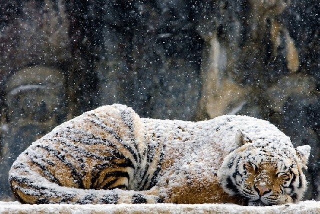Дикий котовторник 14.01.20