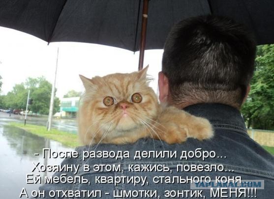 Задорные заборные котэ