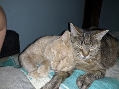 Кот и живот