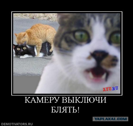 Киса хочет жабы