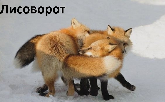Картинки и мемы для настроения
