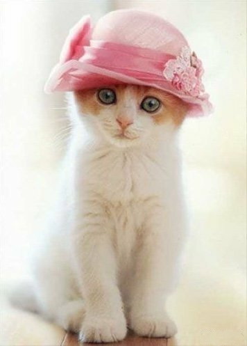 Вторник. Котэ. Пора