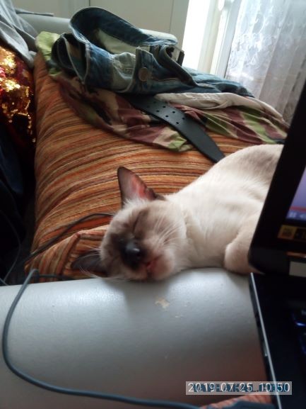 Котовторник 17.01.23