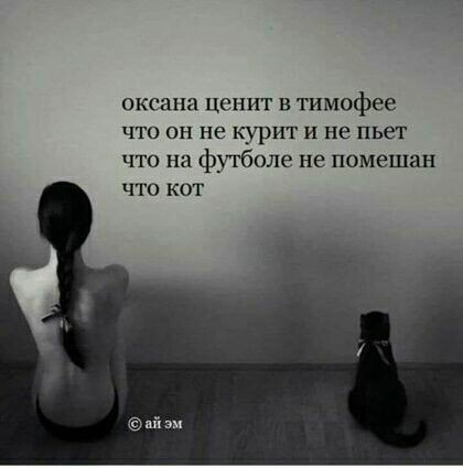 Кот Тимофей
