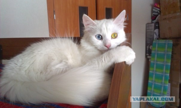 Котовторник 16.04.2013