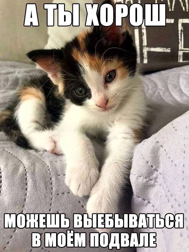 Кожаный, да как ты смеешь мне указывать?