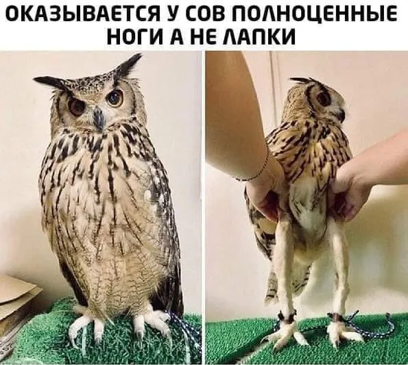 А кто-то знал, что совы могут сидеть, скрестив ноги?