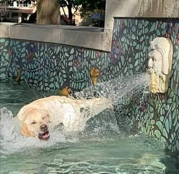 ФотоВинегрет