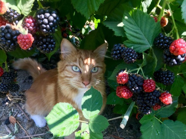 Коты деревенской породы