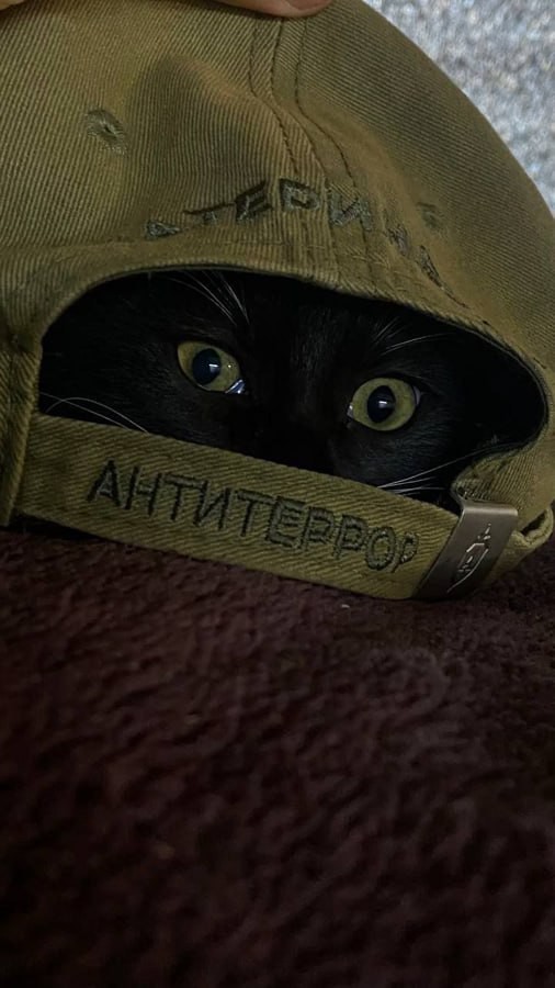Котовтоник в картинках
