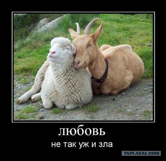 8 июня - День Козла