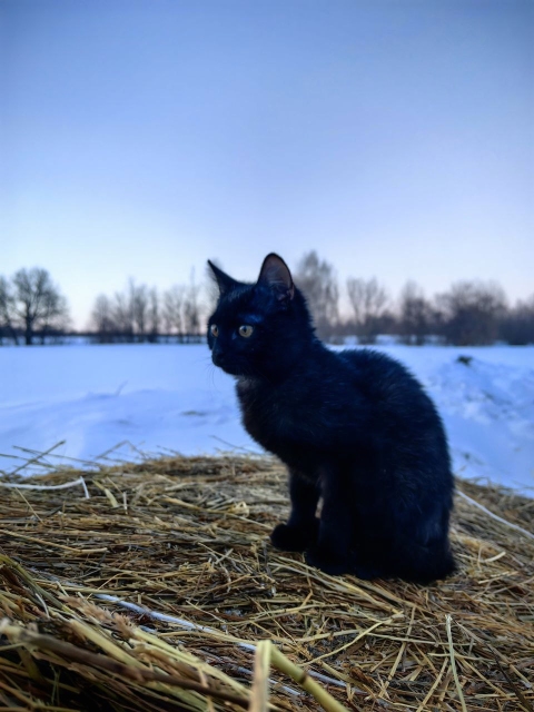 Я больше не раб :(