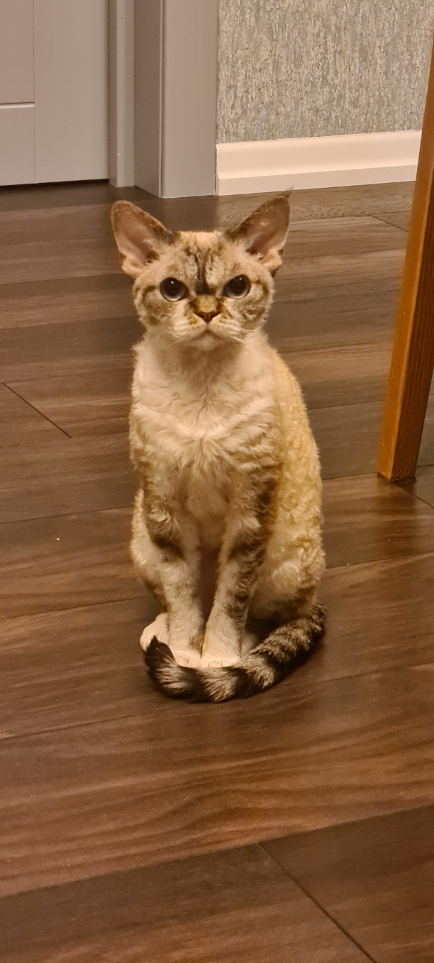 А где котики, сегодня же вторник!