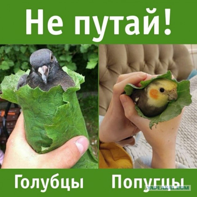 Завалялось тут случайно немного забавных картинок