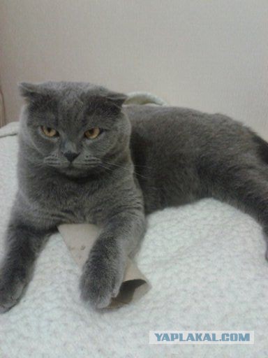 Котовторник 25.06.2013