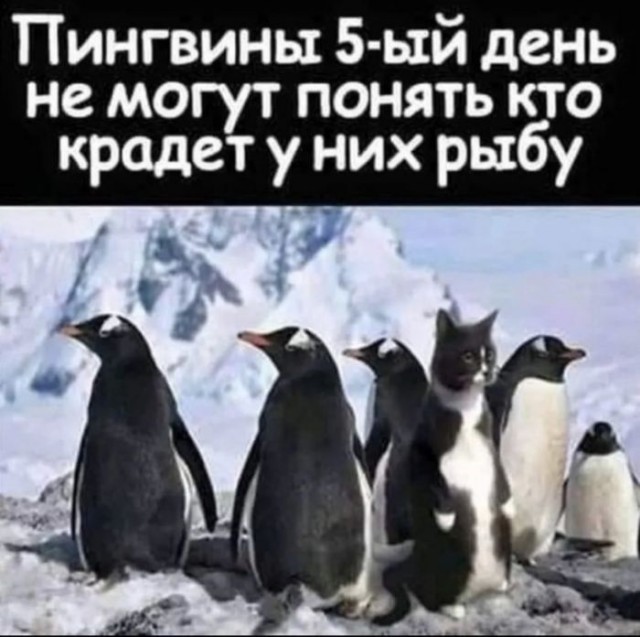 К котовторнику: подборка картинок-баянов с котиками и про котиков. Выпуск 43.