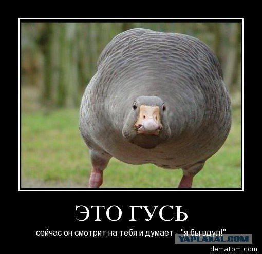 Здравствуйте - это гусь