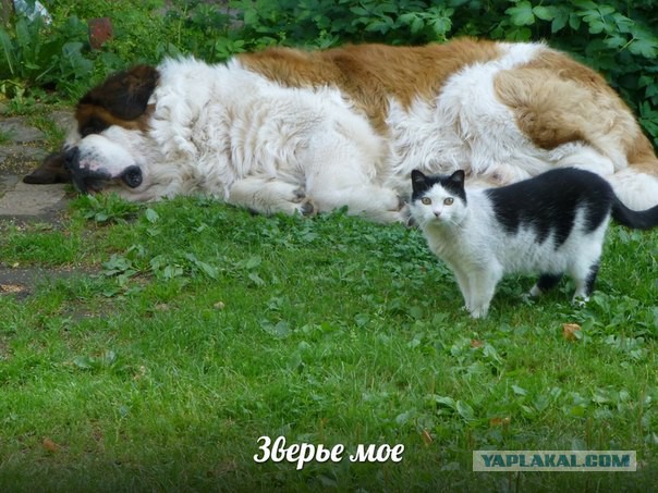 Котовторник 05.08.2014