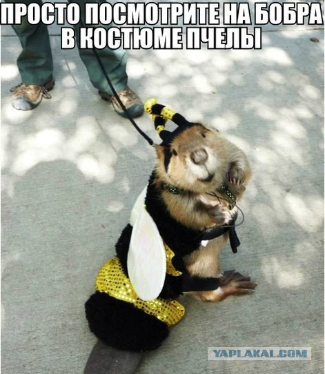 Добряки, плюсующие всех подряд