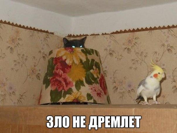 17 фотографий котов