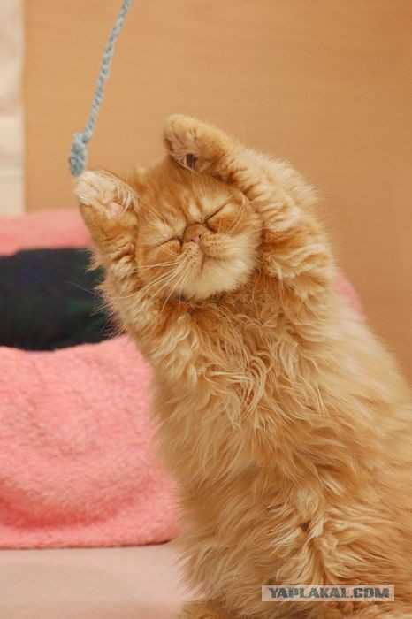 17 фотографий котов