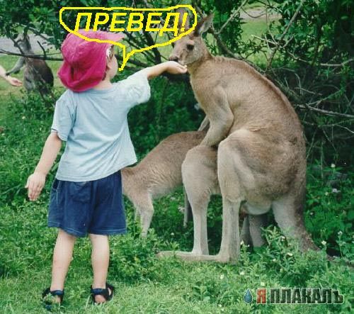 Превед медвед!