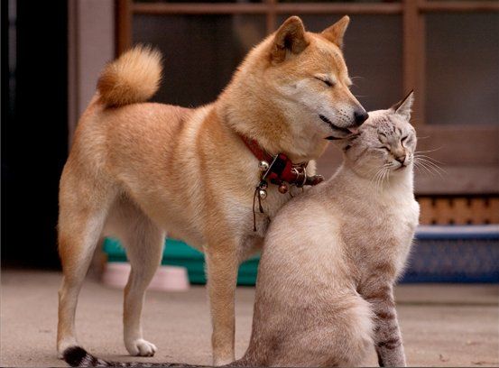 Коты, кошки, котята