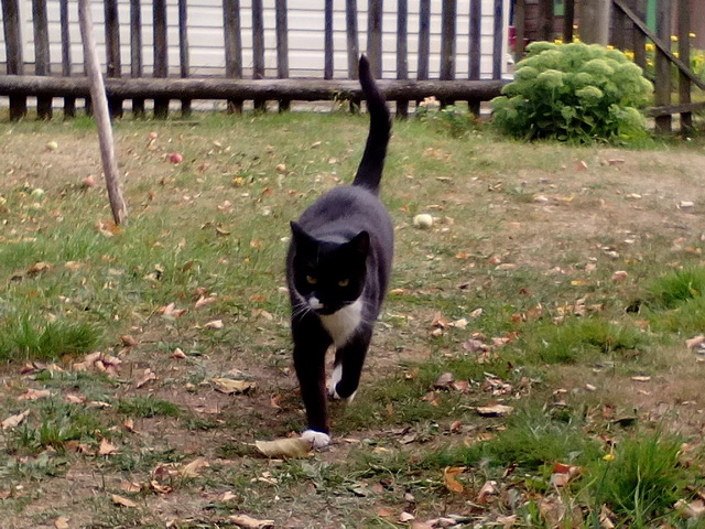 Котовторник - начало