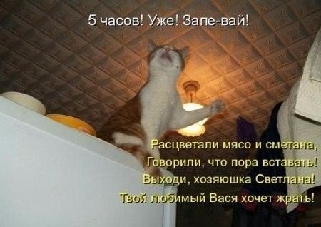 Мохнатые беспредельщики