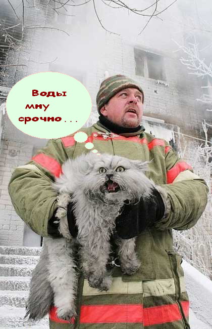 Вторничный котомёт