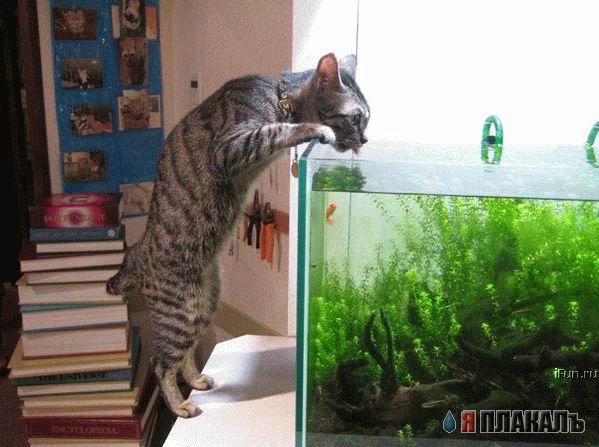 Которозыск, срочно!