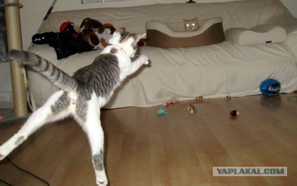 Домашние коты на природе