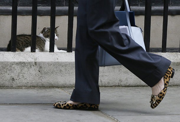 5 интересных фактов о самом ленивом коте британского правительства