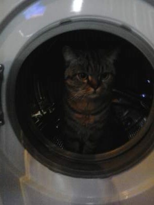 Котовторник 26.07 2016