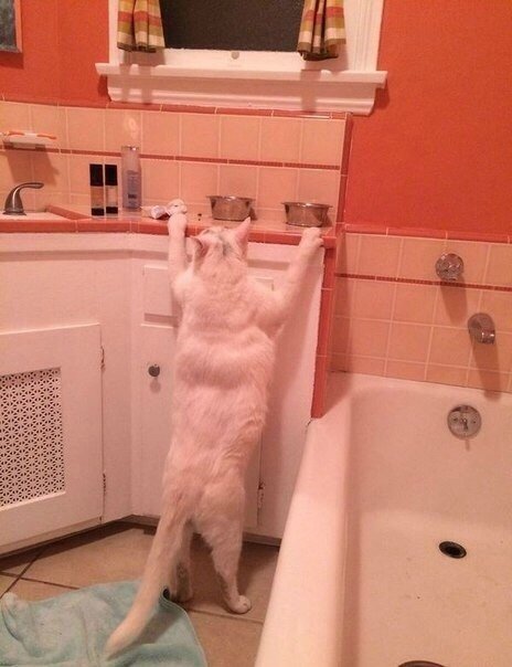 Прикольные животные