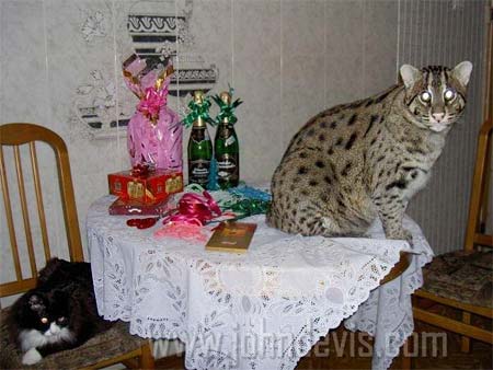 Другие кошки