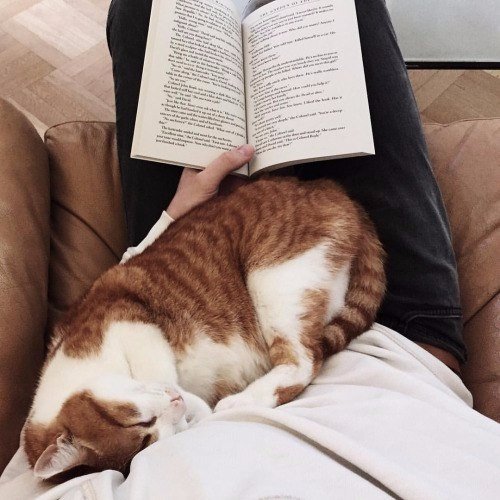 Коты из сети