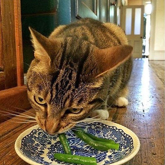 Коты из сети