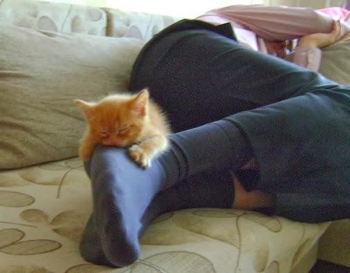 Коты и Кошки