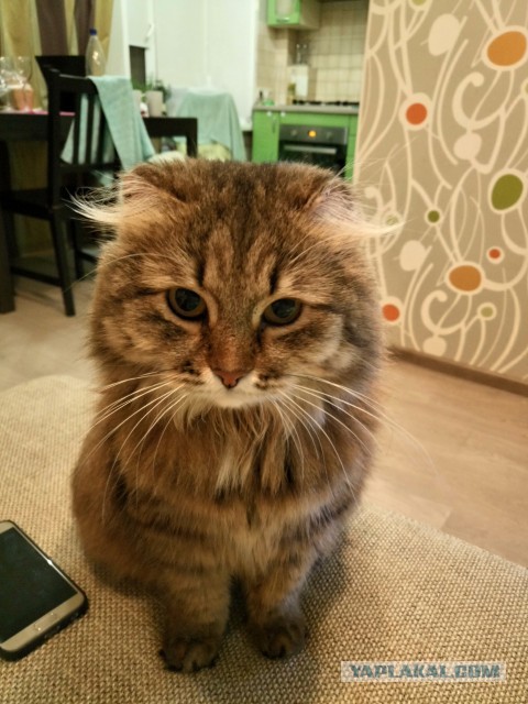 Котовторник