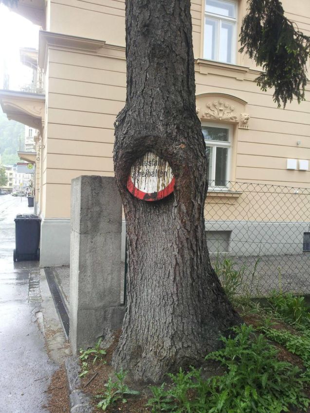 Как деревья съедают предметы