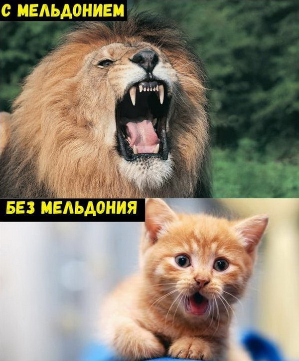 Живность из сети