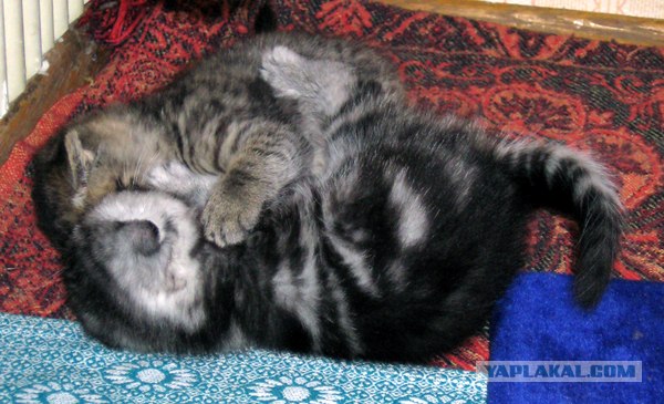Котовторник на ЯПлакалъ (10.06.08), прикольные коты, добавляем свои!