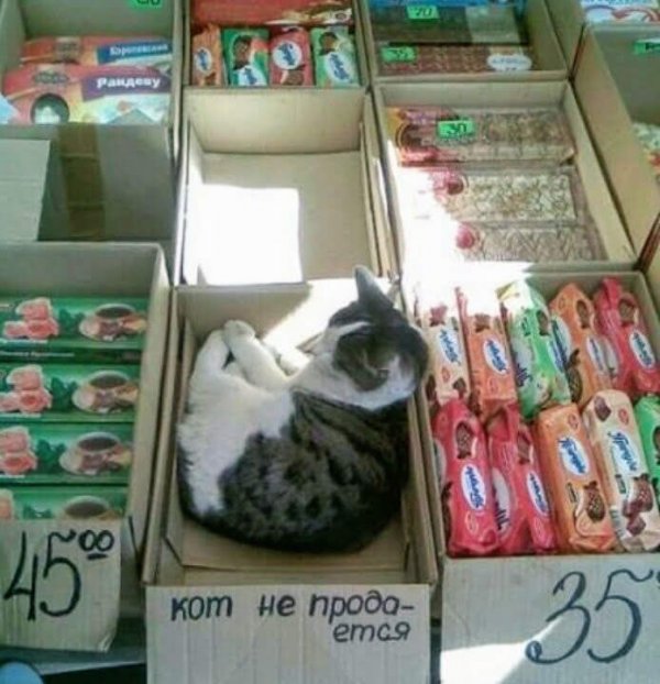 Нестандартный юмор